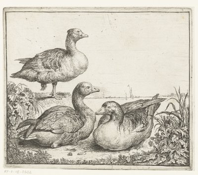 ثلاثة اوز حيوانات مختلفة (عنوان المسلسل) Beesjes van de Vlieger (عنوان المسلسل) بواسطة سيمون دي فليجر