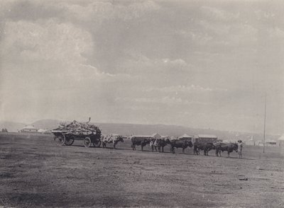 عربة الثور (صورة ب / ث) بواسطة مصور جنوب أفريقي