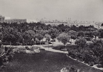 Cadiz: Parque Genoves (صورة b / w) بواسطة المصور الإسباني