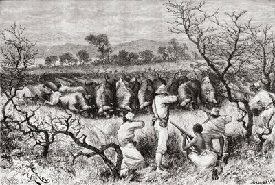 جاموس الصيد في وسط أفريقيا في أواخر القرن التاسع عشر ، من "Africa Pintoresca" ، تم نشره عام 1888 بواسطة المدرسة الاسبانية