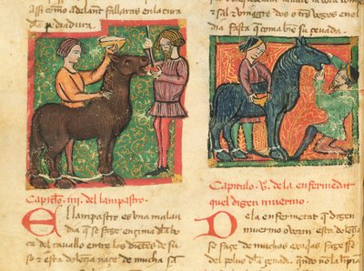 السيدة 214 fol.26v علاج التهاب اللسان في الحصان ، من Libro de Menescalcia y Albeyteria بواسطة Juan Alvarez ، c.1390 بواسطة المدرسة الاسبانية