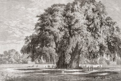 سانتا ماريا ديل تولي ، أواكساكا ، المكسيك: The Tule Tree بواسطة المدرسة الاسبانية