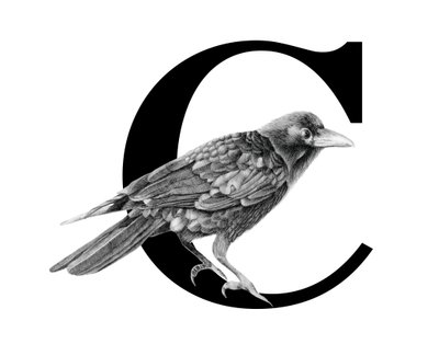 C للغراب، 2018 (قلم جرافيت ورقمي) بواسطة ستايسي هسو