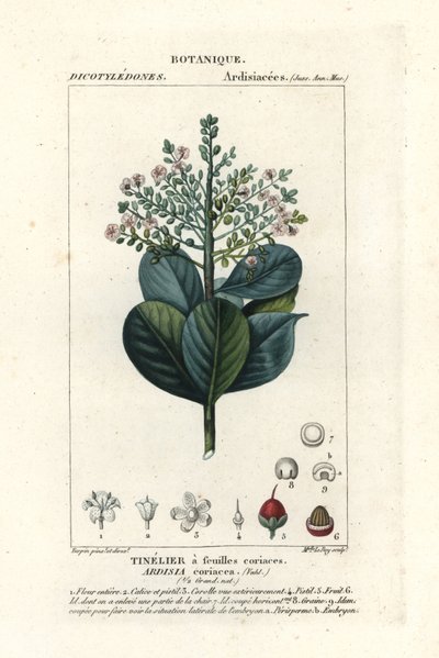 خشب البقر ، Ardisia coriacea بواسطة ستانغي ستانغي