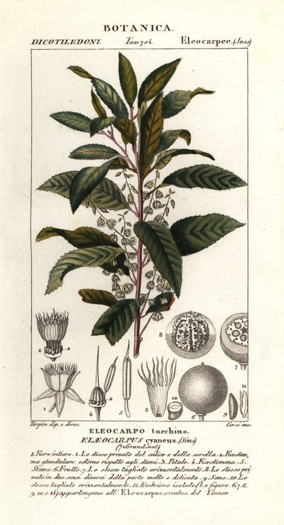 رماد العنب البري ، Elaeocarpus cyaneus بواسطة ستانغي ستانغي