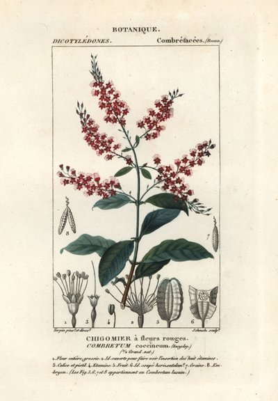 Bushwillow ، Combretum coccineum بواسطة ستانغي ستانغي