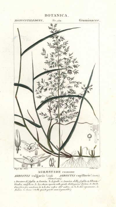 عازمة مشتركة ، Agrostis capillaris بواسطة ستانغي ستانغي
