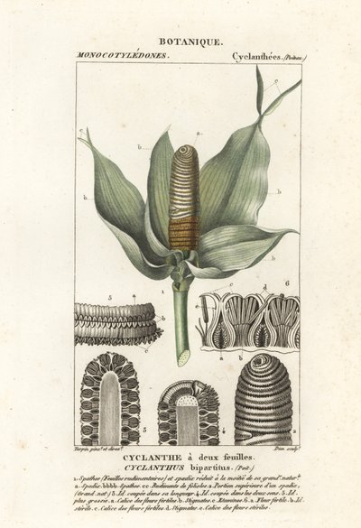 Cyclanthus bipartitus بواسطة ستانغي ستانغي