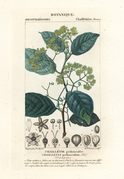 Dichapetalum معنقة بواسطة ستانغي ستانغي
