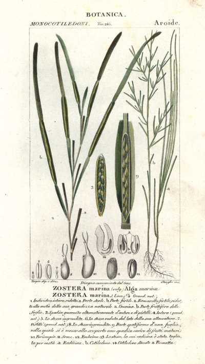 Eelgrass or seawrack، Zostera marina بواسطة ستانغي ستانغي