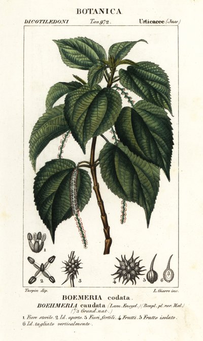 نبات القراص الكاذب ، Boehmeria caudata بواسطة ستانغي ستانغي