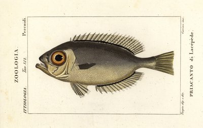 Glasseye bigeyes ، Heteropriacanthus cruentatus بواسطة ستانغي ستانغي
