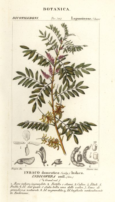 النيلي الغواتيمالي، Indigofera suffruticosa بواسطة ستانغي ستانغي