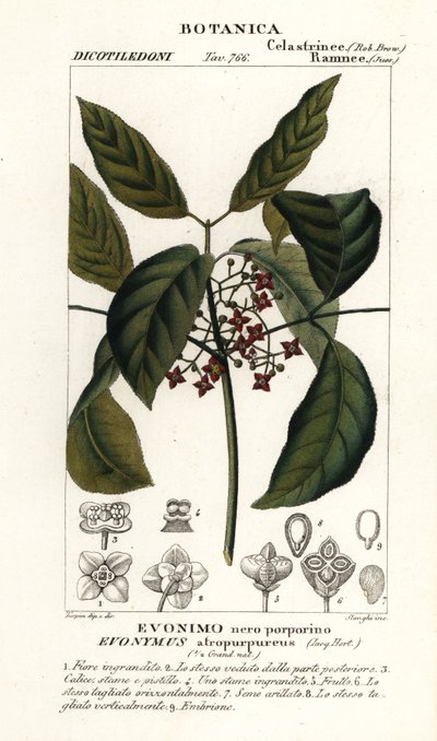 مغزل هاميلتون ، Euonymus hamiltonianus بواسطة ستانغي ستانغي