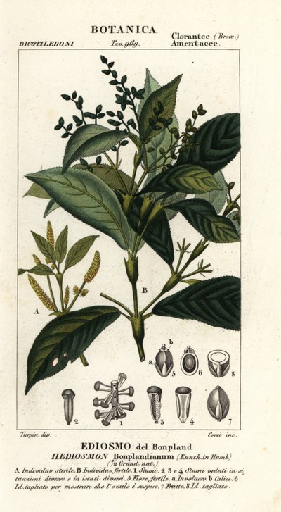 Hedyosmum bonplandianum بواسطة ستانغي ستانغي