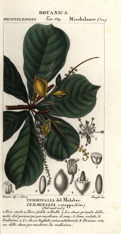 اللوز الهندي، Terminalia catappa بواسطة ستانغي ستانغي