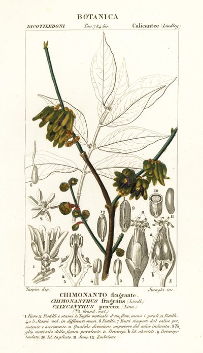 البهارات اليابانية ، Chimonanthus praecox بواسطة ستانغي ستانغي