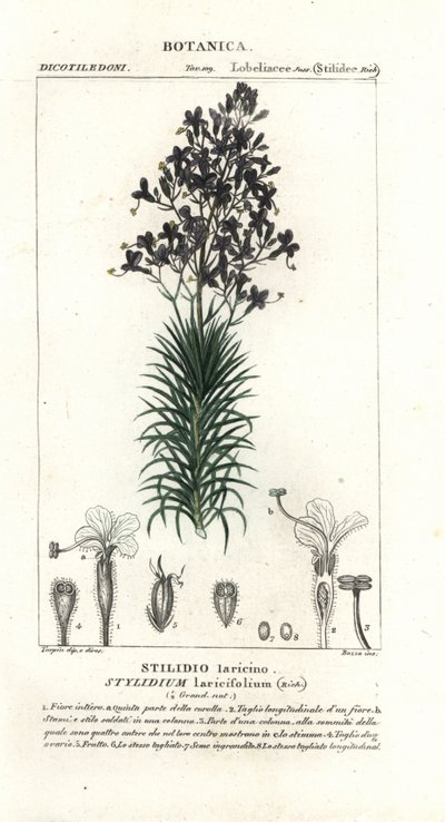 نبات اللارك أو الزناد ، Stylidium laricifolium بواسطة ستانغي ستانغي