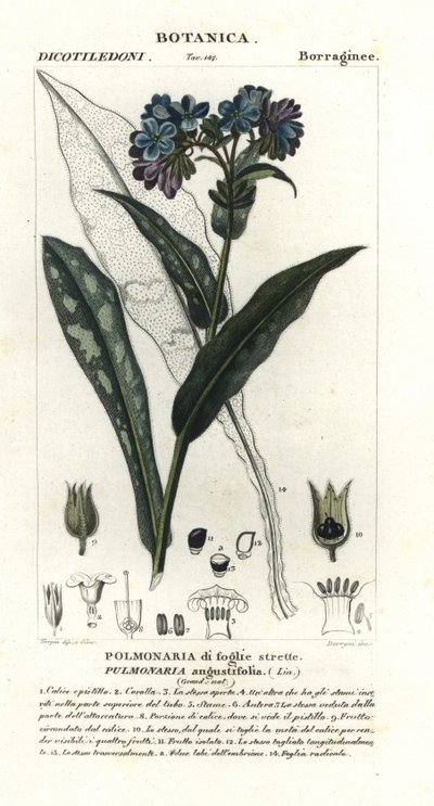 حشيشة الرئة ضيقة الأوراق ، Pulmonaria angustifolia بواسطة ستانغي ستانغي