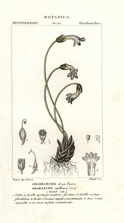 مكنسة زهرة واحدة ، Orobanche uniflora بواسطة ستانغي ستانغي