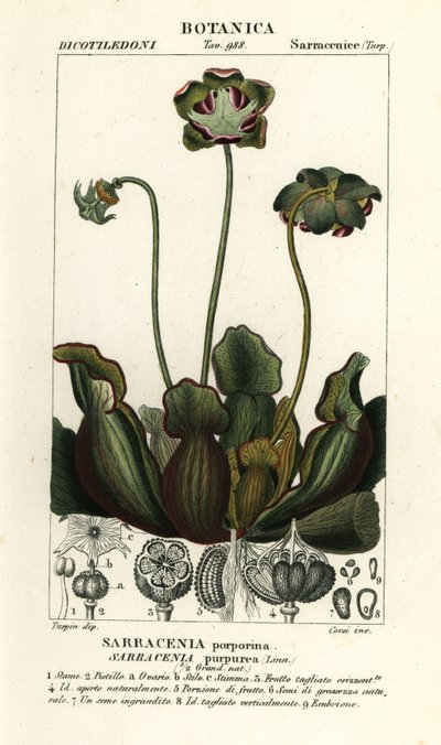 نبات الإبريق الأرجواني ، Sarracenia purpurea بواسطة ستانغي ستانغي
