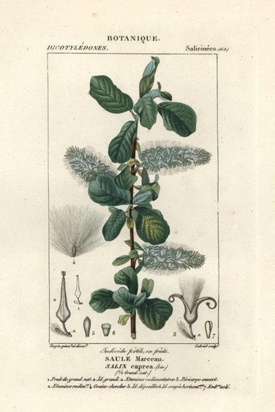 كس الصفصاف ، Salix caprea بواسطة ستانغي ستانغي