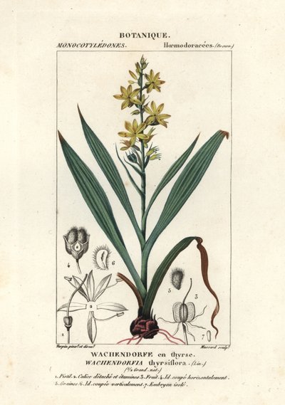 الجذر الأحمر ، Wachendorfia thyrsiflora بواسطة ستانغي ستانغي
