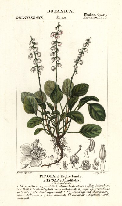 أوراق شتوية مستديرة الأوراق ، Pyrola rotundifolia بواسطة ستانغي ستانغي