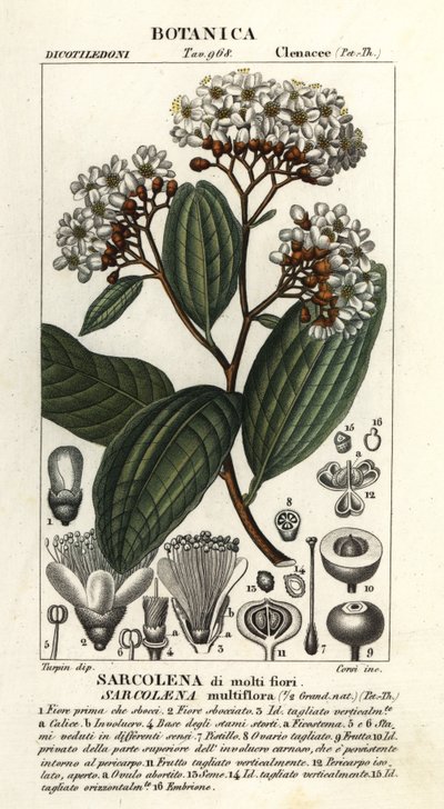 Sarcolaena multiflora بواسطة ستانغي ستانغي