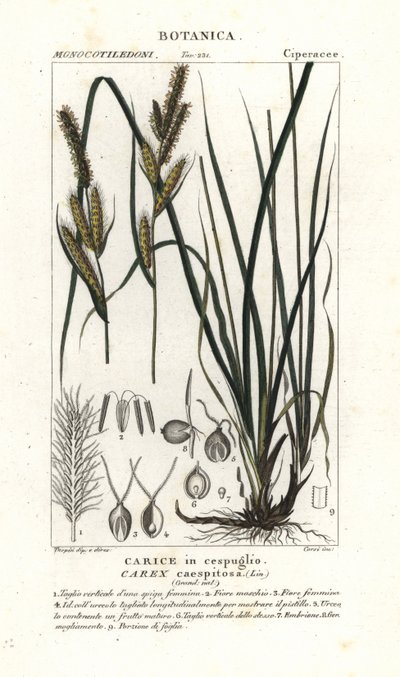 عشب Sedge ، Carex caespitosa بواسطة ستانغي ستانغي