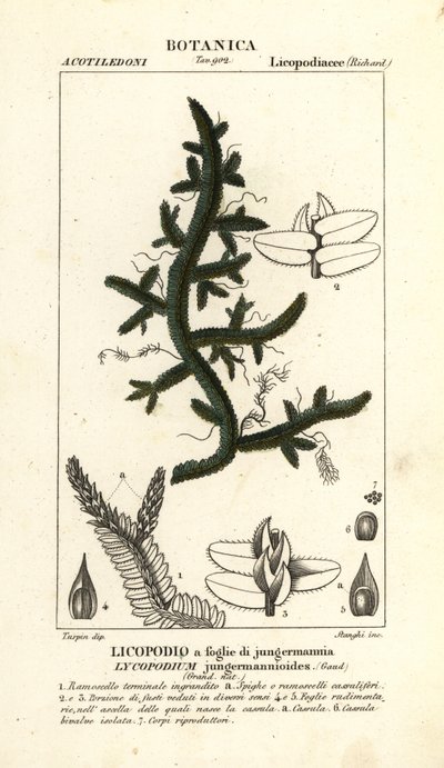 Selaginella jungermannioides السرخس بواسطة ستانغي ستانغي