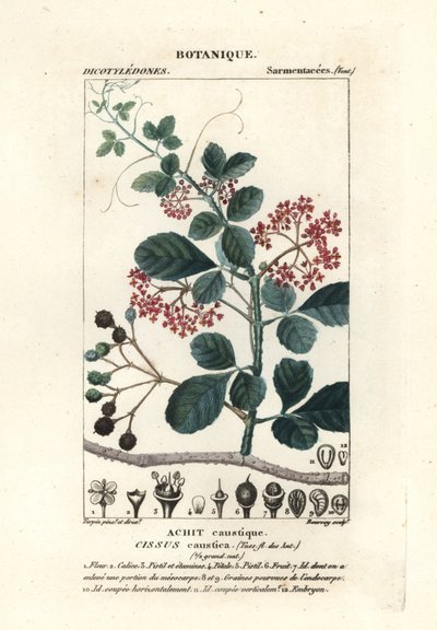 نبات شجرة الملعقة، Cissus obovata بواسطة ستانغي ستانغي