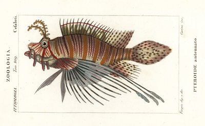 سبوتفين أسد ، Pterois antennata بواسطة ستانغي ستانغي