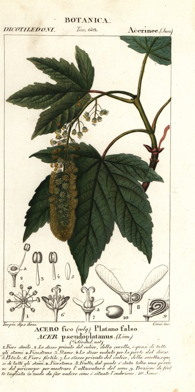 الجميز القيقب أو القيقب الكواكب ، Acer pseudoplatanus بواسطة ستانغي ستانغي