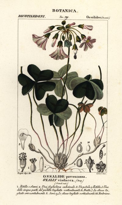 حميض الخشب البنفسجي ، Oxalis violacea بواسطة ستانغي ستانغي