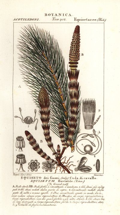 ذيل حصان الماء ، Equisetum fluviatile بواسطة ستانغي ستانغي