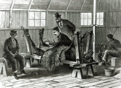 أخذ فيروس من العجل ، رسم توضيحي من "هاربر ويكلي" عام 1872 بواسطة ستانلي فوكس