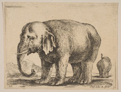 اللوحة 10: فيل ، من حيوانات مختلفة Diversi animali ، ca. 1641. بواسطة ستيفانو ديلا بيلا