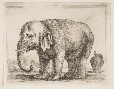 اللوحة 10: فيل ، من حيوانات مختلفة Diversi animali ، ca. 1641. بواسطة ستيفانو ديلا بيلا