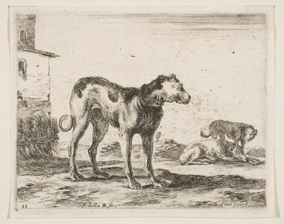 اللوحة 11: الكلاب من مختلف الحيوانات Diversi animali، ca. 1641. بواسطة ستيفانو ديلا بيلا