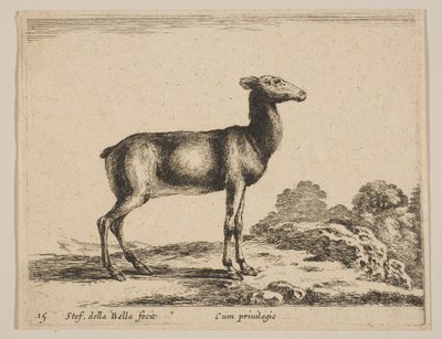اللوحة 15: ظبية ، من حيوانات مختلفة ، كاليفورنيا. 1641. بواسطة ستيفانو ديلا بيلا