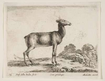 اللوحة 15: ظبية ، من حيوانات مختلفة حيوانات مختلفة ، كاليفورنيا. 1641. بواسطة ستيفانو ديلا بيلا