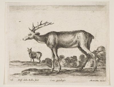 اللوحة 16: الأيل ، من الحيوانات المختلفة Diversi animali ، ca. 1641. بواسطة ستيفانو ديلا بيلا