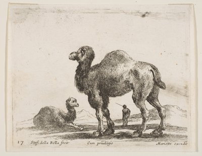 اللوحة 17: الإبل ، من الحيوانات المختلفة Diversi animali ، ca. 1641. بواسطة ستيفانو ديلا بيلا