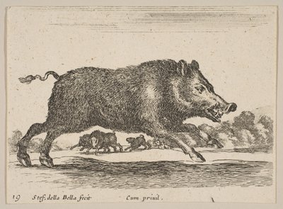 اللوحة 19: خنزير بري ، من حيوانات مختلفة Diversi animali ، ca. 1641. بواسطة ستيفانو ديلا بيلا