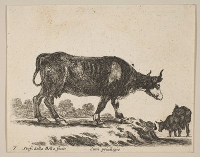 اللوحة 7: بقرة ، من حيوانات مختلفة Diversi animali ، ca. 1641. بواسطة ستيفانو ديلا بيلا