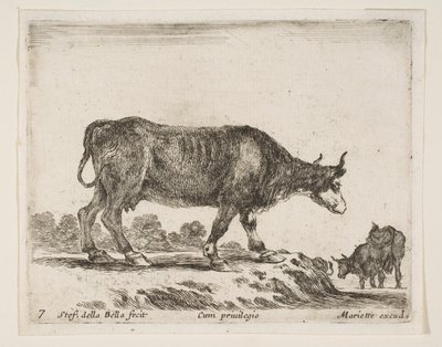 اللوحة 7: ثور ، من حيوانات مختلفة Diversi animali ، ca. 1641. بواسطة ستيفانو ديلا بيلا