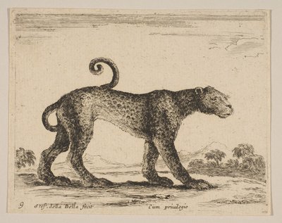 اللوحة 9: نمر من حيوانات مختلفة Diversi animali، ca. 1641. بواسطة ستيفانو ديلا بيلا