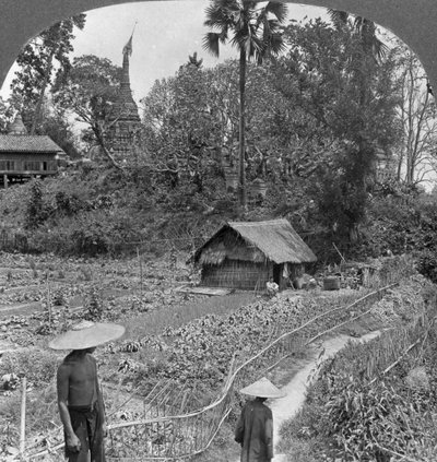 حديقة خضروات وسط المعابد ، بهامو ، بورما ، 1908 بواسطة شركة السفر ستيريو