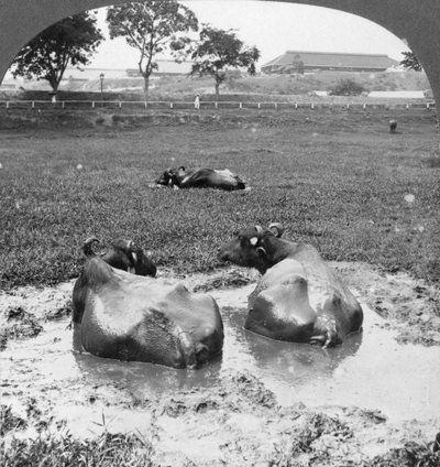 جاموس الجاموس ، بورما ، 1908 بواسطة شركة السفر ستيريو